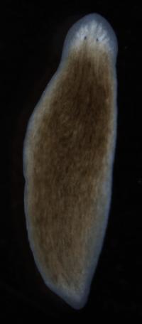 Single-Headed Flatworm