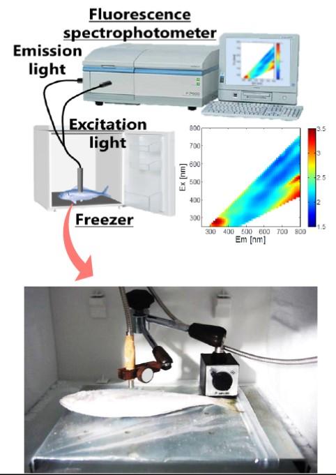 Non-Destructive Sensing Of Fish Freshness (2/3)