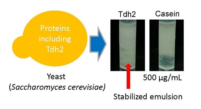 Yeast protein as emulsifier