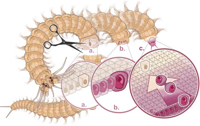 Shortly after amputation of the posterior end, specialised epithelial cells begin to return to a special stem cell state (red). The missing segments are then recreated with the help of the newly formed growth zone.