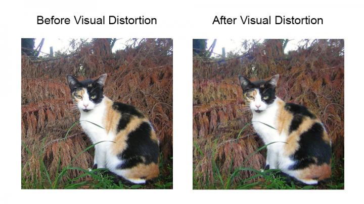 A Comparison Before and After Visual Distortion