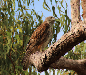 Red goshawk