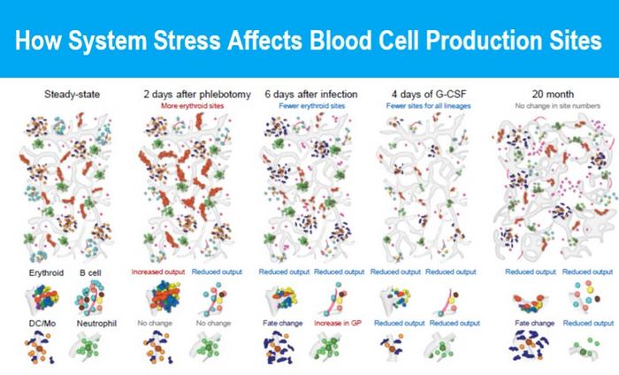 Blood Cell Production Response Varies Across the Skeleton by Type of Stress