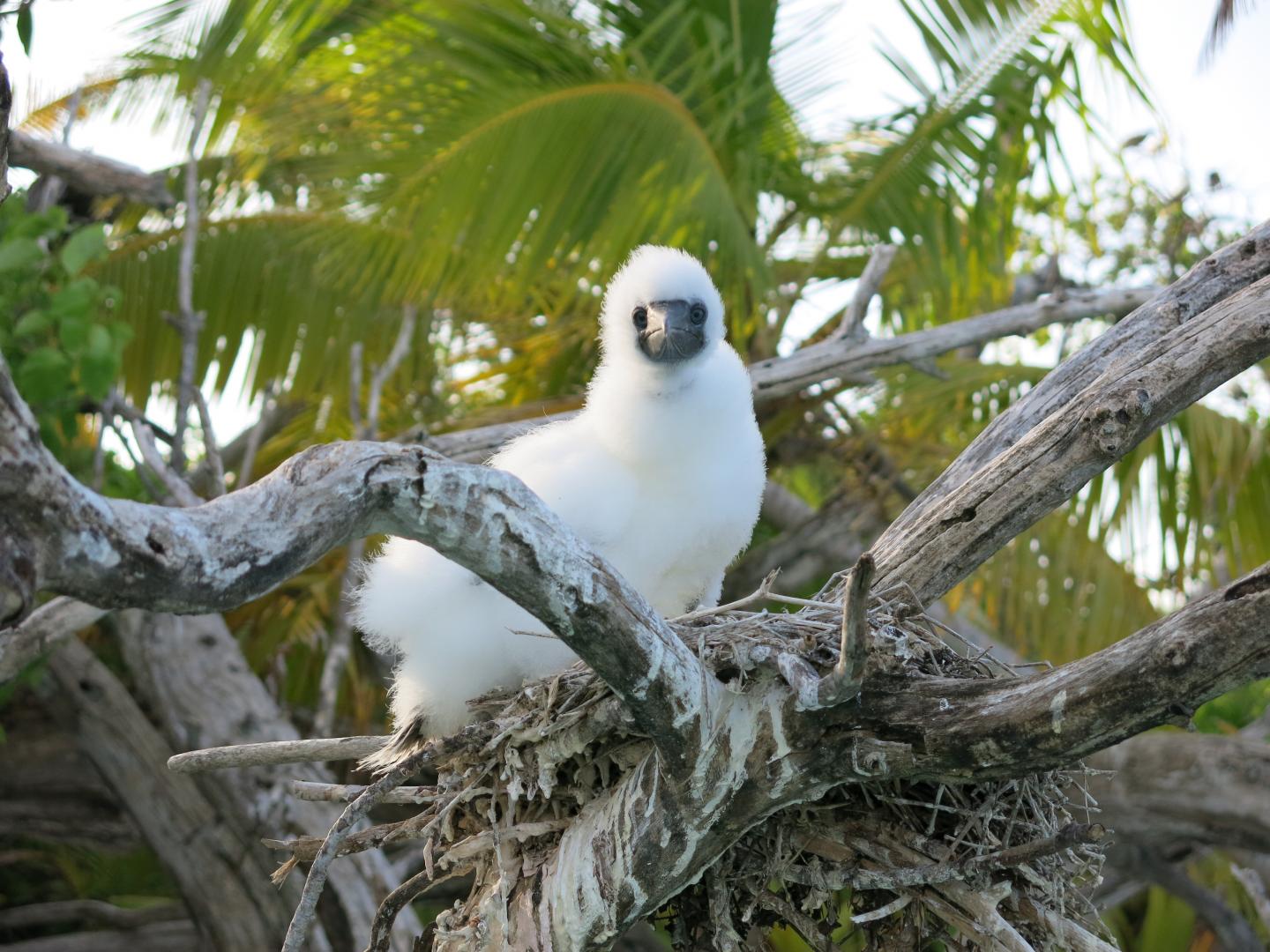 A Booby chick sits on a nest on a rat-free island in the Indian Ocean