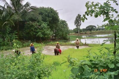 Rice Farming