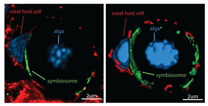 Super-resolution confocal image of a coral host cell
