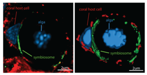 Super-resolution confocal image of a coral host cell
