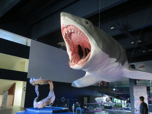 Megalodon model