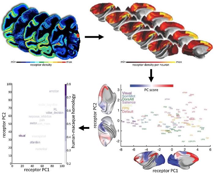 A new mapping of cortical receptors