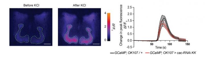 Memory loss in flies