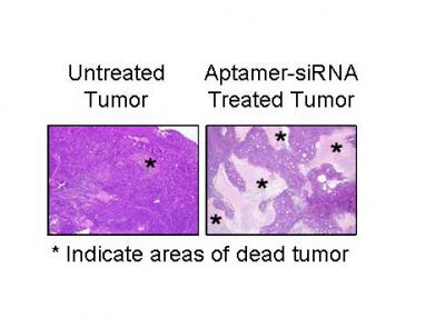 Comparison of siRNA and Non-siRNA Treated Tumor Cells