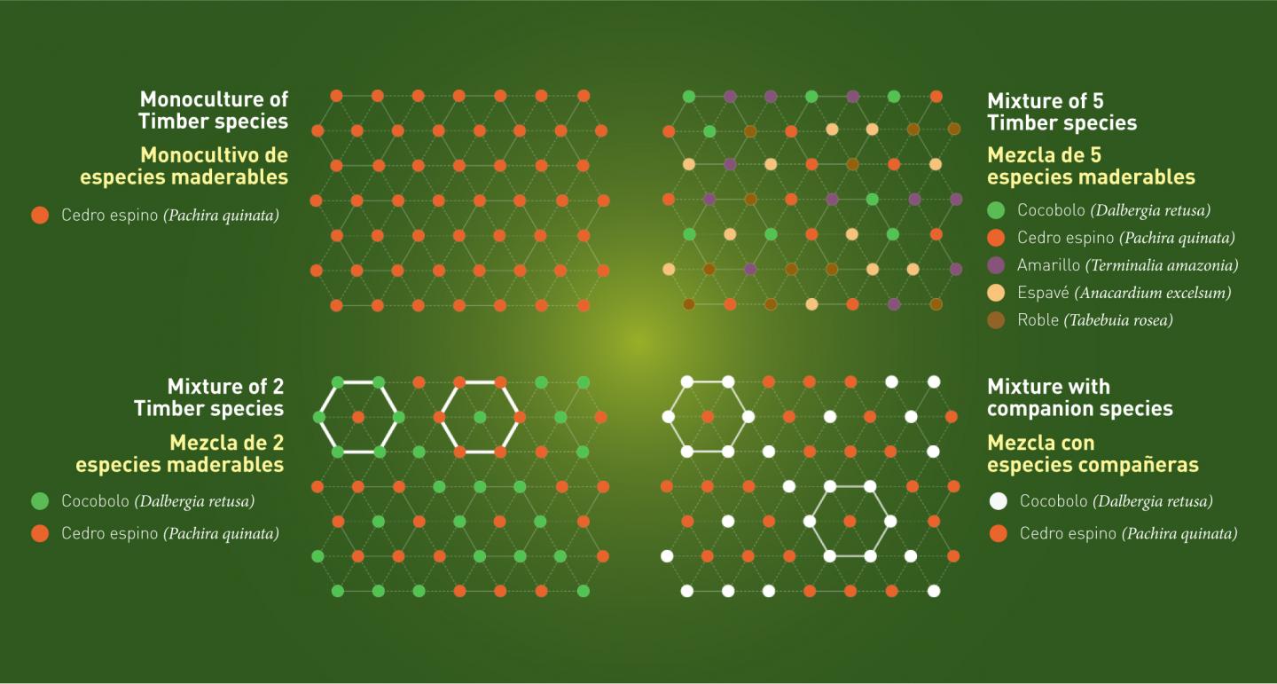 Tree Planting Diagram Mixes and Monocultures
