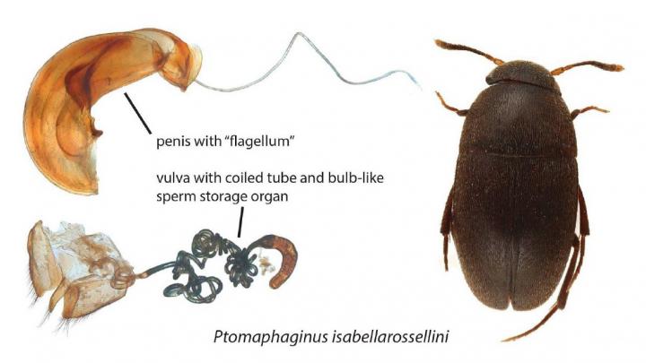 <em>Ptomaphaginus Isabellarossellini </em>and Its Genitalia