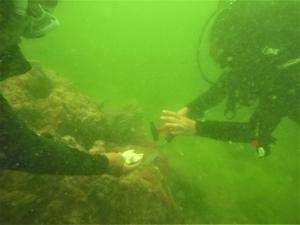 Coral sampling