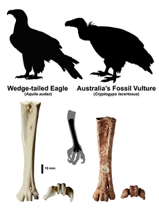 Vulture claws back into history | EurekAlert!