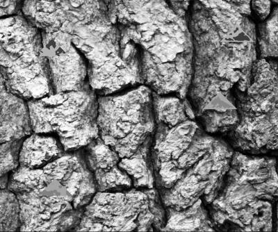 Simulated Camouflaged Moths Used in the Study
