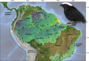 Map of White-crowned Manakin Radiation.