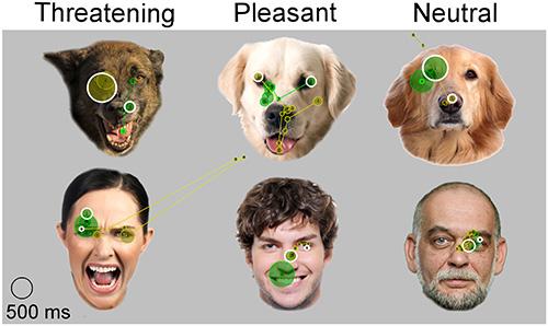 Dogs View Facial Expressions O Image Eurekalert Science News Releases