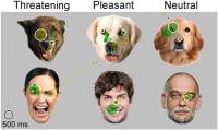 Dogs View Facial Expressions of Dogs and Humans on a Monitor