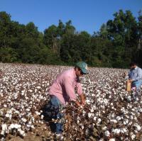 Hand Harvesting Cotton Research Plots