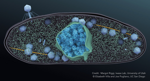 Jumbo Phage Infects a Bacterium