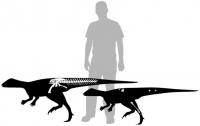 Relative Size and Completeness of 2 of the Small Ornithopod Specimens