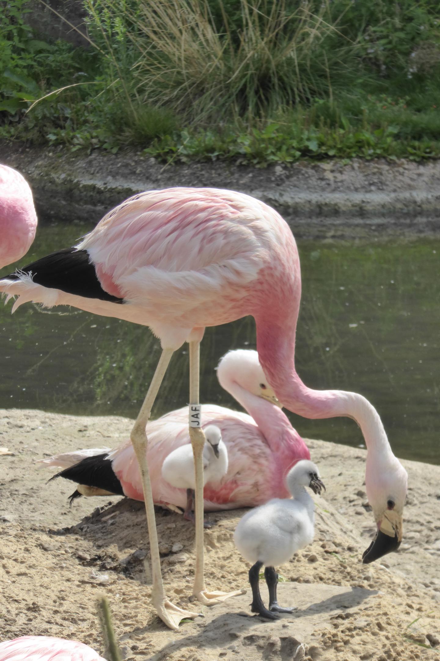 Andean flamingos with Chilean flamingo chicks