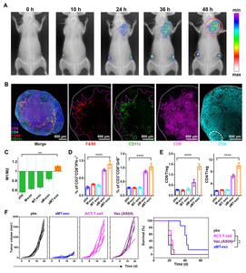 Dual-targeting ability, dual-action immunostimulatory effect and anti-tumor efficacy of chimeric exosomes