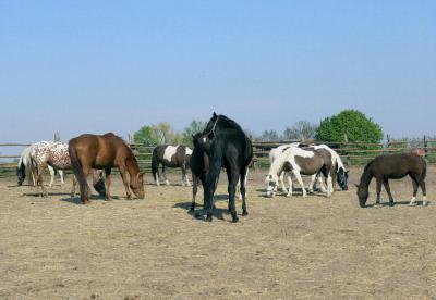 After Domestication, a Horse of a Different Color (1 of 3)