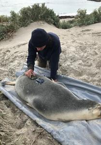 Equipping the sea lions