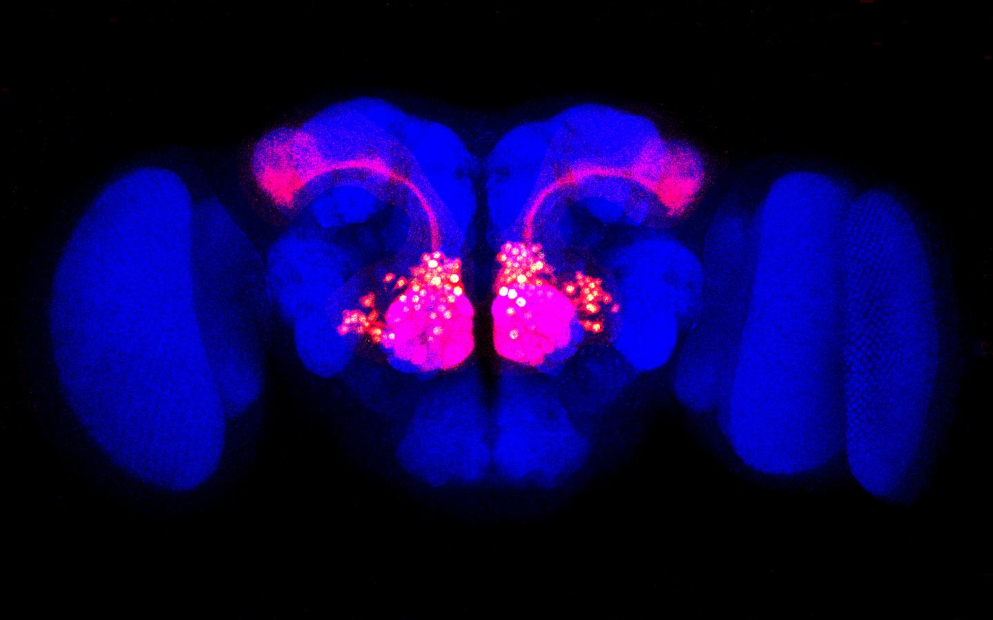 Proximity Labeling of Olefactory Prejection Neurons