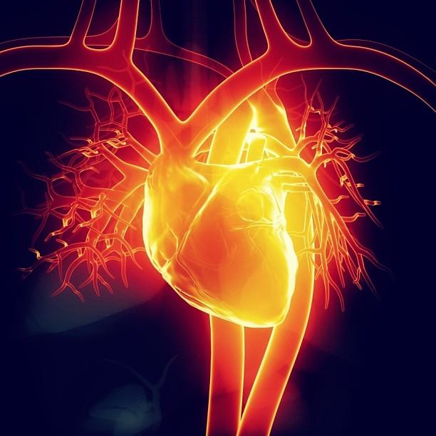 Sub-set of Stem Cells Found to Minimize Risks When Used to Treat Damaged Hearts