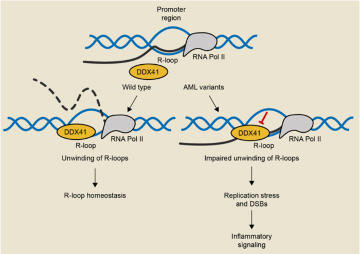 Nature子刊：R-loop水平过高和DNA损伤之间的联系是疾病的潜在原因 - 生物通