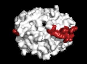 Platelet factor 4