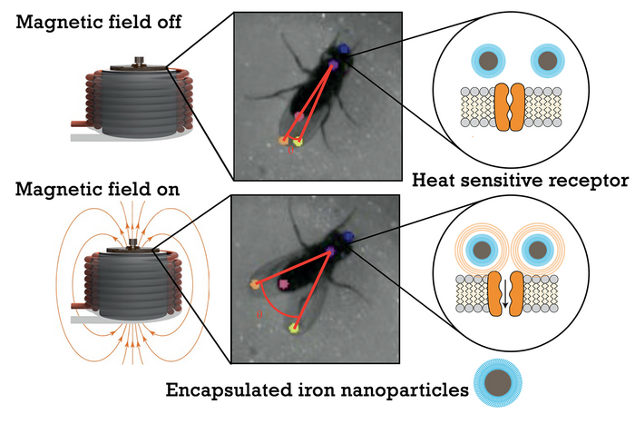wireless magnetogenetic technology for remote activation of brain circuits
