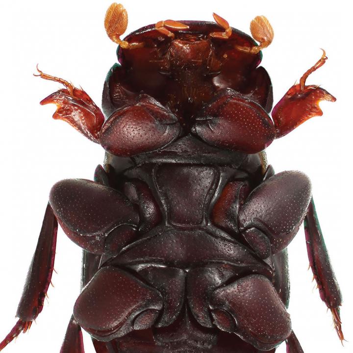 Male <em>T. venus</em> Beetle