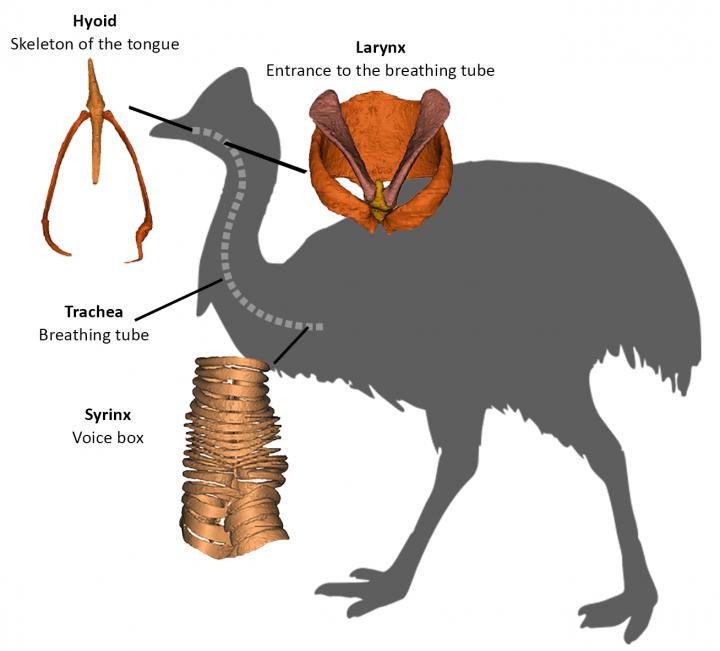 Inside Story on the Cassowary's Cousins