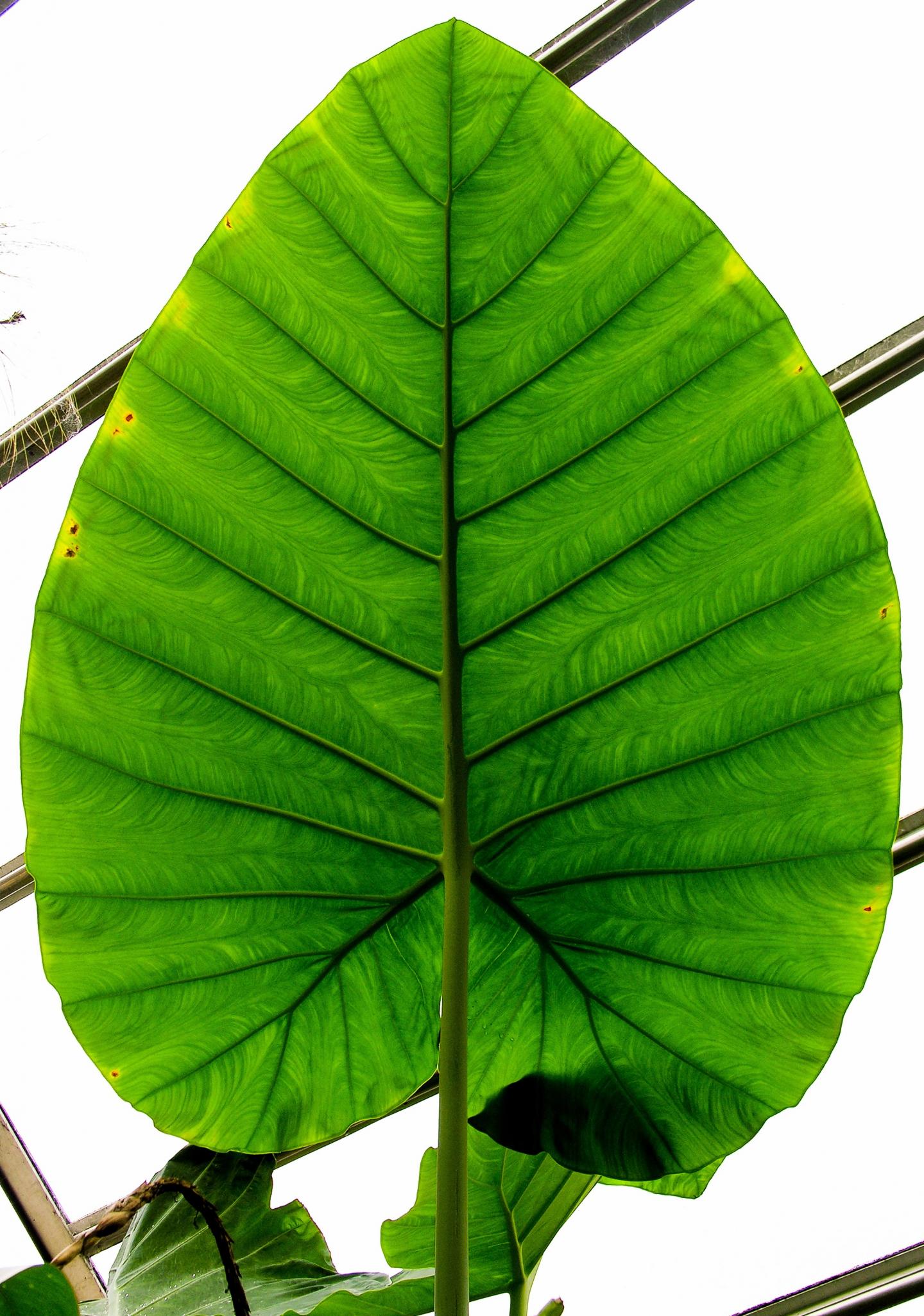 Day and Night Temperature Differences Influence Global Patterns in Leaf Size
