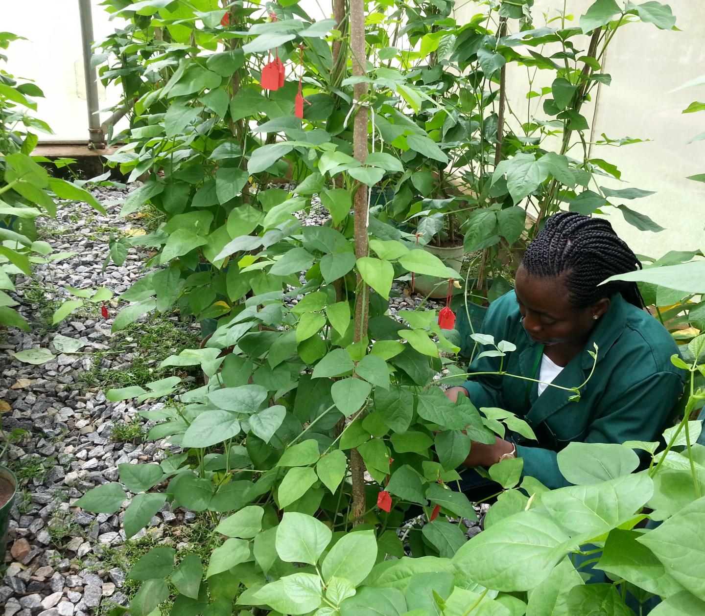 Researcher and Cowpea