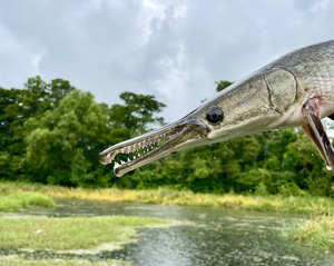 Alligator gar native fish