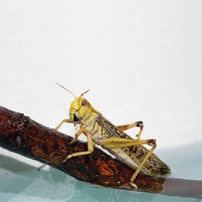Locust in a Pre-Coma State