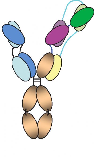 Diagram of the 'Three-in-One' HIV Antibody