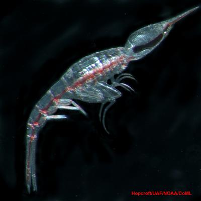 Streesia challengeri