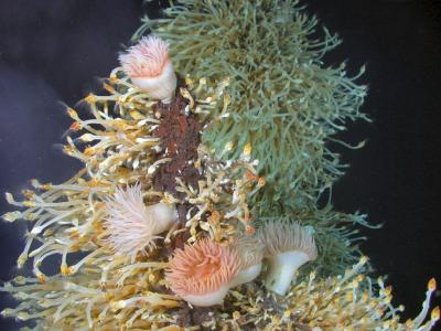 Hydrothermal vent fauna at East Scotia Ridge taken by the deep-diving ROV Isis