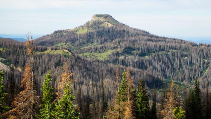 Spruce beetle-affected forest