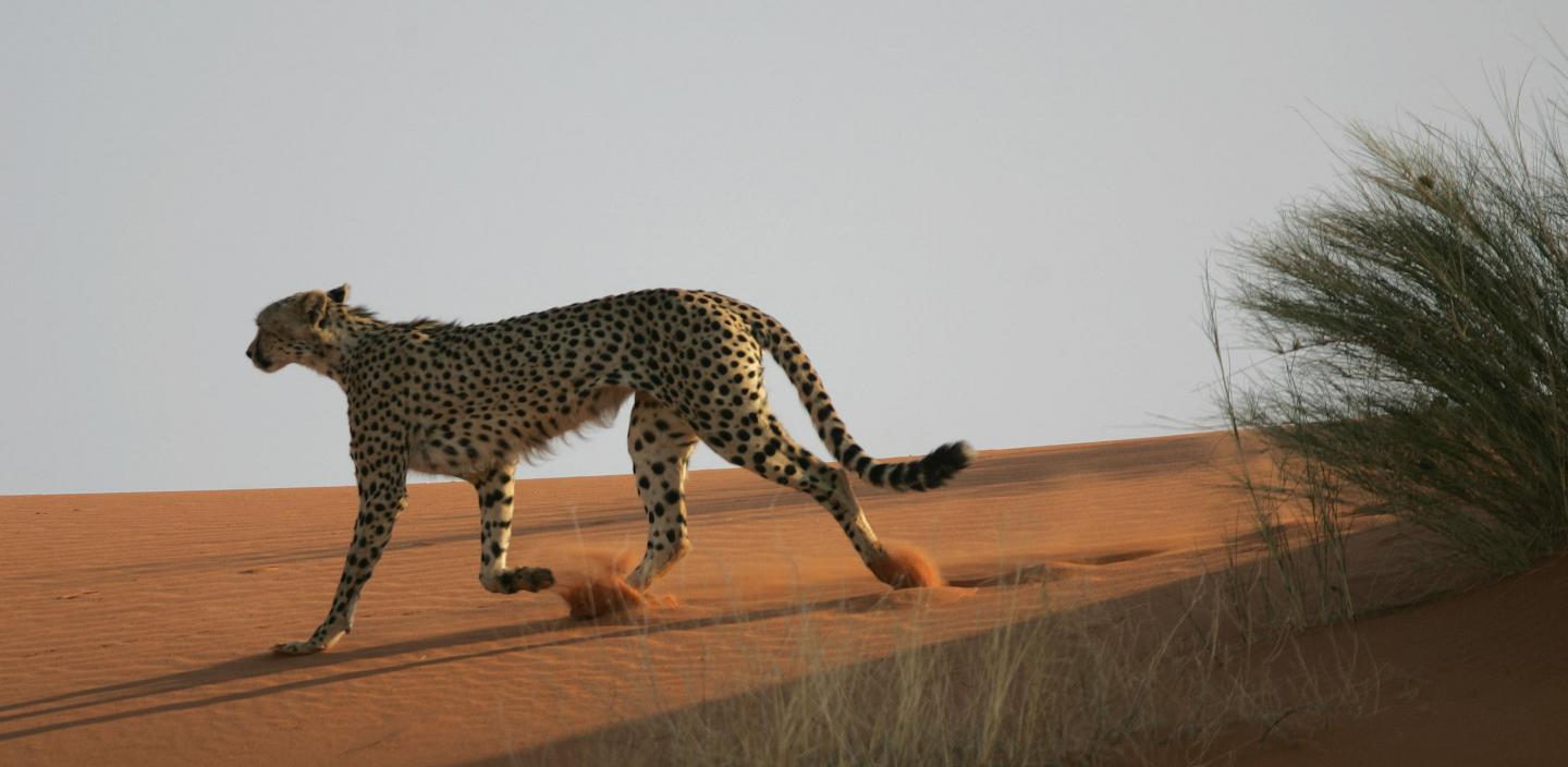 Cheetahs and Pumas Strike a Balance to Hunt ( EurekAlert!