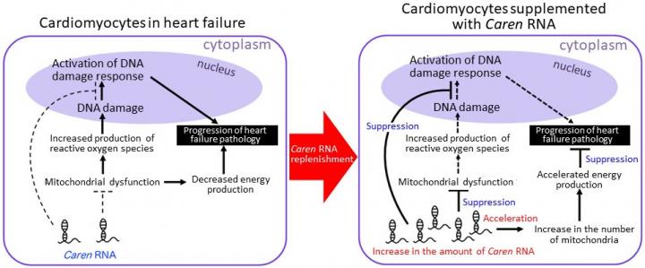 Strategies for Developing New Heart Failure Therapies