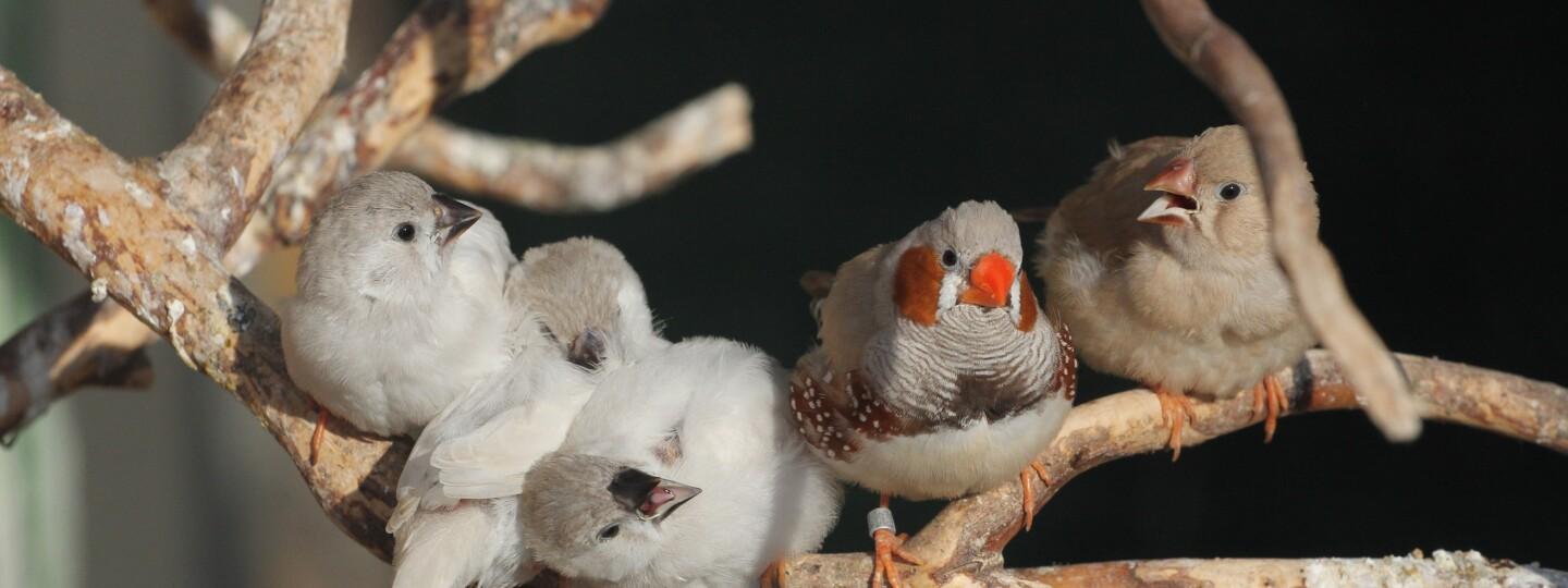 zebra finches