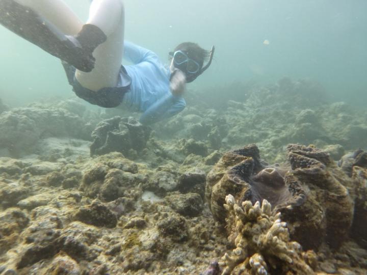 Swimming with Giant Clams [IMAGE] EurekAlert! Science News Releases