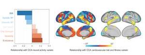 Figure 1: Neural activity during social cognition and its relationship to cardiovascular risk factors and fitness